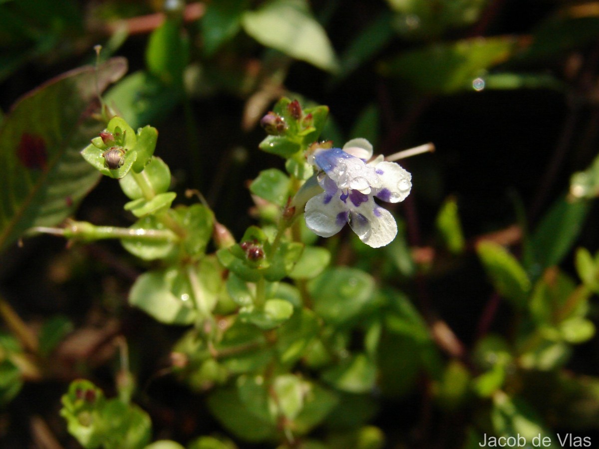 Lindernia rotundifolia (L.) Alston